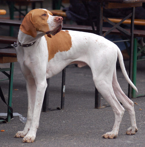 A dog of the Pointer breed
